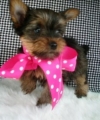 Akc Registered Cute Male/ Females Yorkie Available
